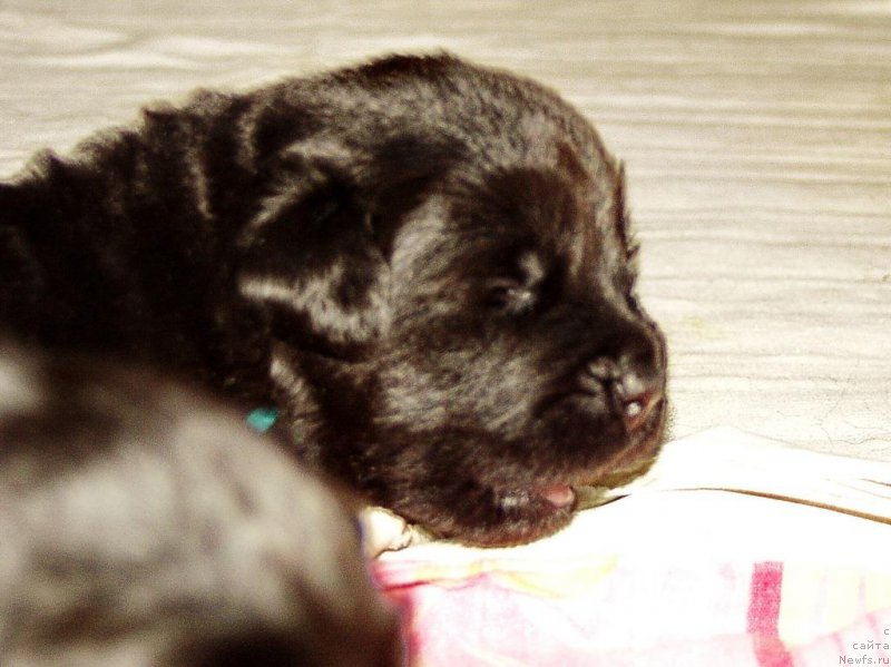 Фотография № 156723