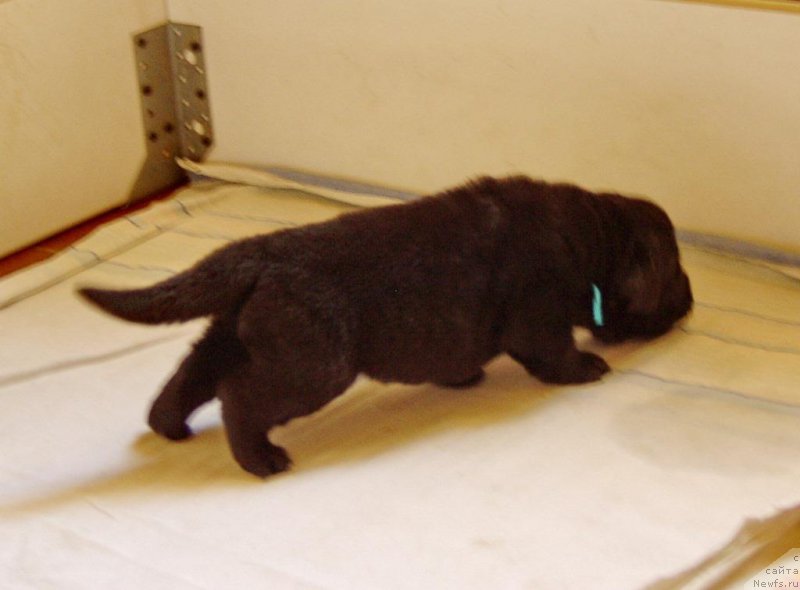 Фотография № 156725