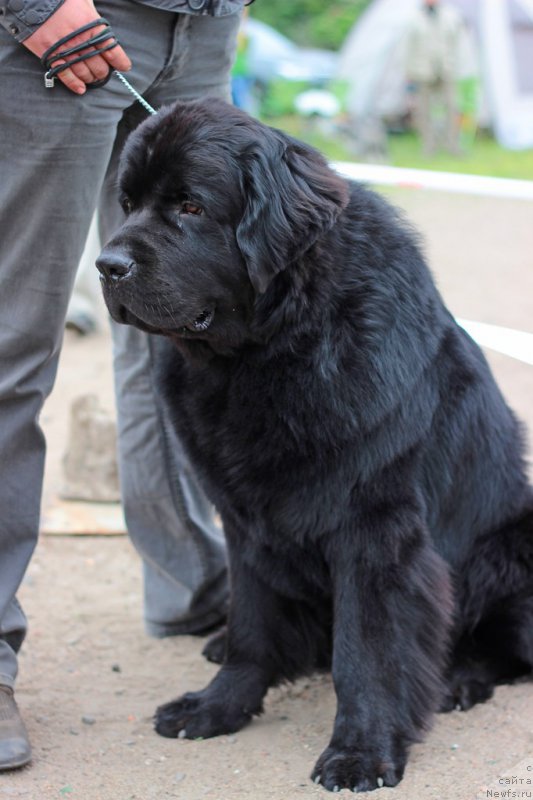 Фото: ньюфаундленд Dar Svezyi Sii YEnd YEdmire (Дар Свезы Сии Энд Эдмире)