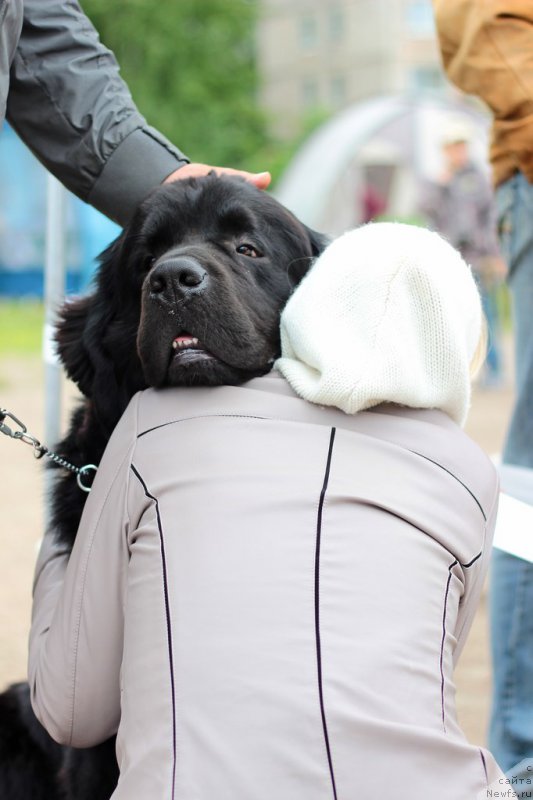 Фото: ньюфаундленд Dar Svezyi Sii YEnd YEdmire (Дар Свезы Сии Энд Эдмире)