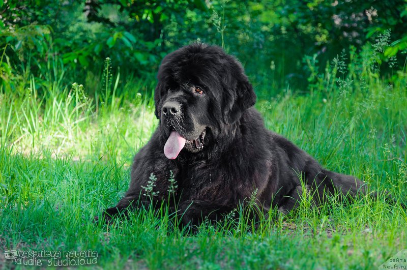 Фото: ньюфаундленд Аlpha Tauri Dinastiya Soverchenstva (Альфа Таури Династия Совершенства), ньюфаундленд Аlpha Tauri Dinastiya Soverchenstva (Альфа Таури Династия Совершенства)