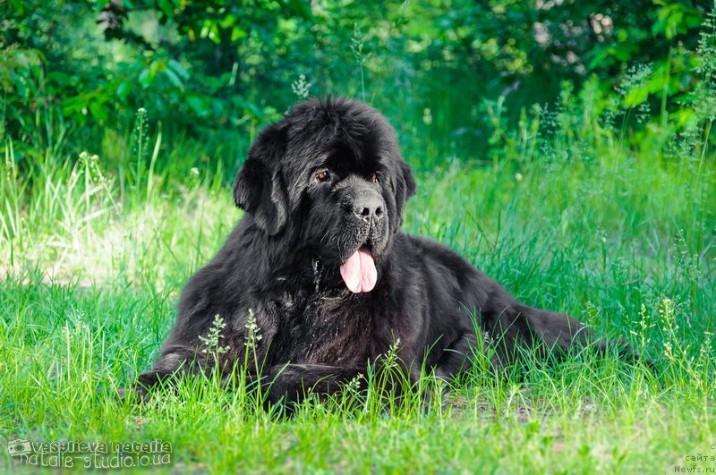 Фото: ньюфаундленд Аlpha Tauri Dinastiya Soverchenstva (Альфа Таури Династия Совершенства)