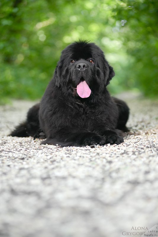 Фото: ньюфаундленд Аlpha Tauri Dinastiya Soverchenstva (Альфа Таури Династия Совершенства)