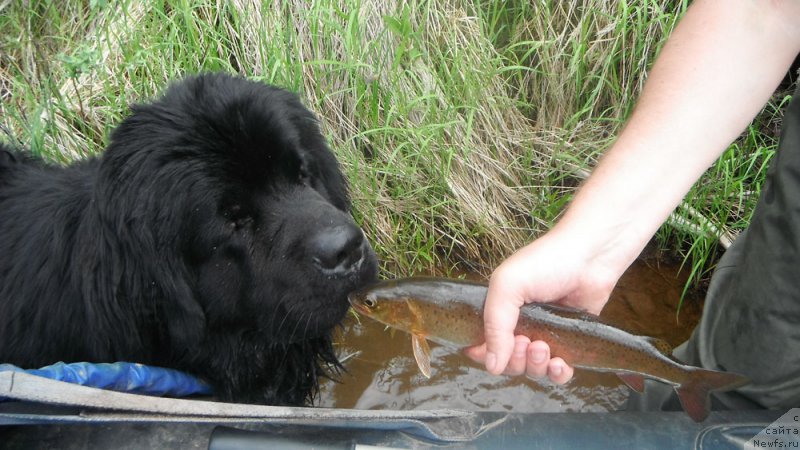 Фото: ньюфаундленд CHeyz Kaden Kleve Led (Чейз Каден Клеве Лед)