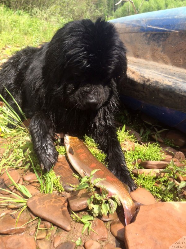 Фото: ньюфаундленд CHeyz Kaden Kleve Led (Чейз Каден Клеве Лед)