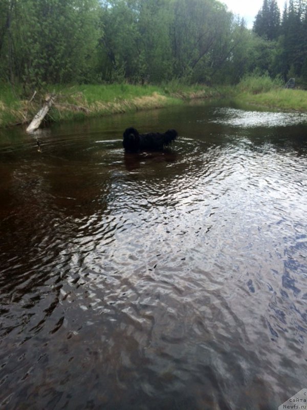 Фото: ньюфаундленд CHeyz Kaden Kleve Led (Чейз Каден Клеве Лед)