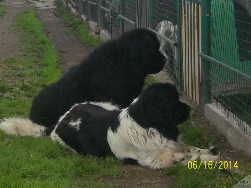 Фото: ньюфаундленд Vito Kacho Ferl (Вито Качо Ферл), ньюфаундленд Super Premium Litoniel Vallaninor (Супер Премиум Литониэль Валланинор)