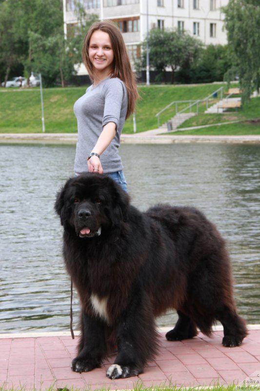 Фото: ньюфаундленд Jemchug Grand iz Unikal'noy Kollekcii (Жемчуг Гранд из Уникальной Коллекции), Margarita Dolotova (Маргарита Долотова)
