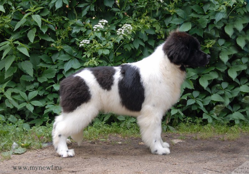 Фото: ньюфаундленд Sent Djons Incredible Look (Сент Джонс Инкредибл Лук)