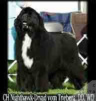 Фото: ньюфаундленд Nighthawk-Dryad vom Trieberg