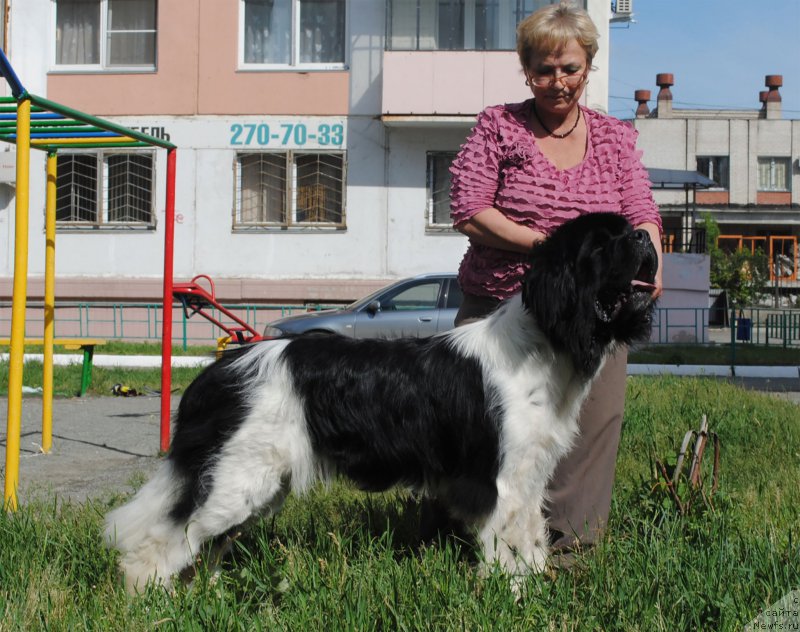 Фото: ньюфаундленд Stepnaya Pal'mira Edinstvennyiy Moy (Степная Пальмира Единственный Мой), Lyudmila Gorbunova (Людмила Горбунова)