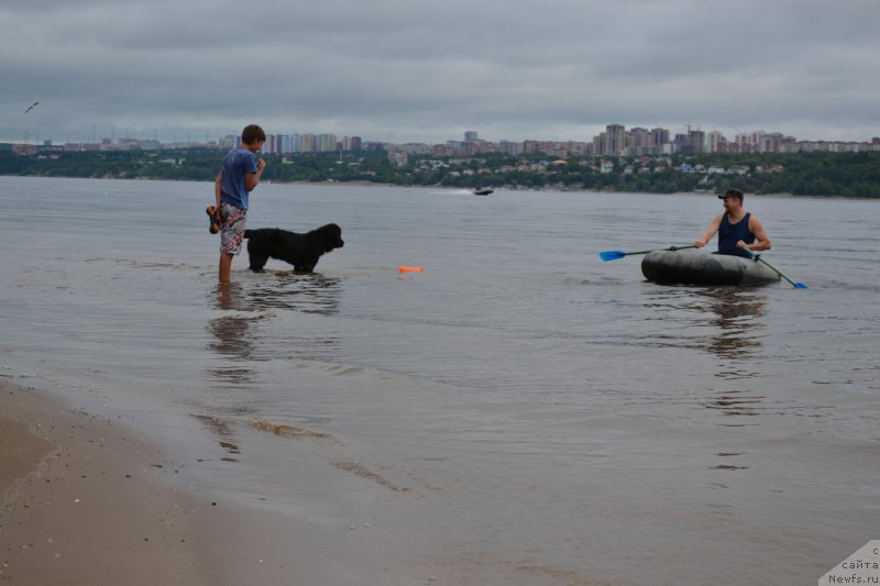 Фото: ньюфаундленд Eho Moskvy s Berega Dona (Эхо Москвы с Берега Дона), Миша