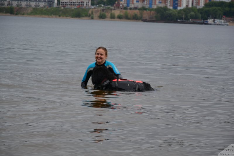 Фото: Diana Larina (Диана Ларина), ньюфаундленд Lesnaya Skazka Raskrasavica (Лесная Сказка Раскрасавица)
