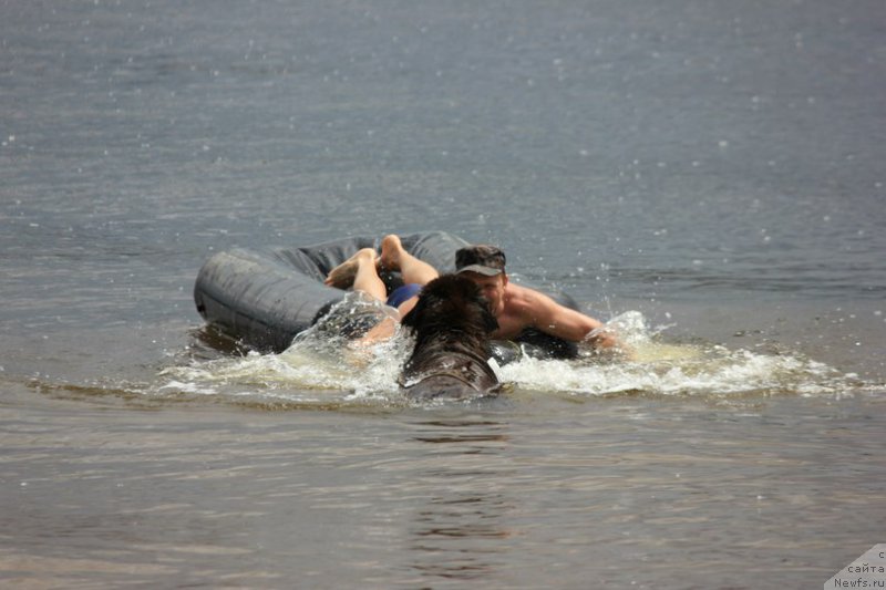 Фото: Andrey Larin (Андрей Ларин), ньюфаундленд Konfuciy (Конфуций)