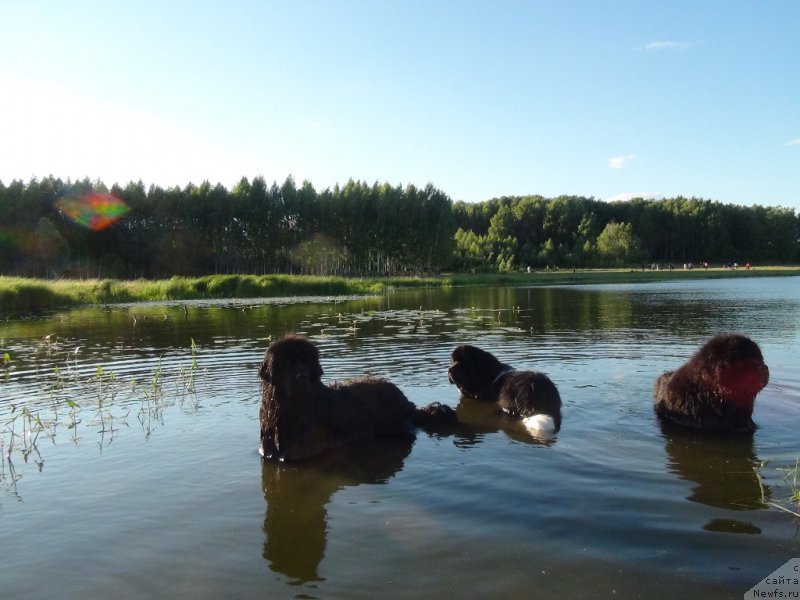 Фото: ньюфаундленд Andjel Viktorius (Анджел Викториус), ньюфаундленд Baryishnya (Барышня), ньюфаундленд CHernyiy SHarm Vellington (Черный Шарм Веллингтон)