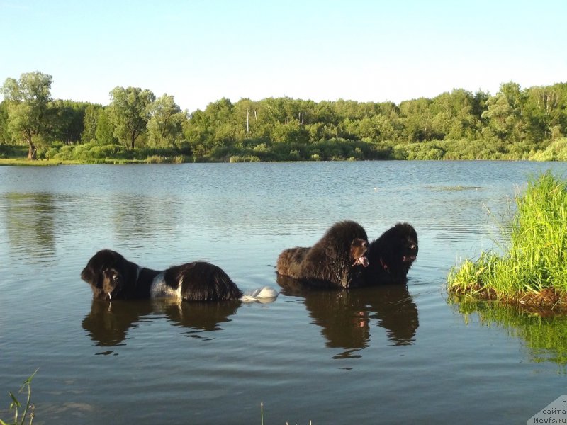 Фото: ньюфаундленд Andjel Viktorius (Анджел Викториус), ньюфаундленд Baryishnya (Барышня), ньюфаундленд CHernyiy SHarm Vellington (Черный Шарм Веллингтон)