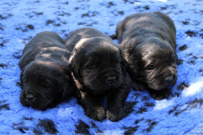 Фото: ньюфаундленд A'Portos s Berega Dona (А'Портос с Берега Дона), ньюфаундленд Atos s Berega Dona (Атос с Берега Дона), ньюфаундленд Aramis s Berega Dona (Арамис с Берега Дона)