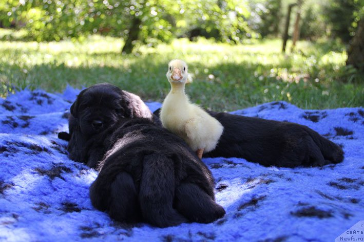 Фото: ньюфаундленд A'Portos s Berega Dona (А'Портос с Берега Дона), ньюфаундленд Atos s Berega Dona (Атос с Берега Дона), ньюфаундленд Aramis s Berega Dona (Арамис с Берега Дона)