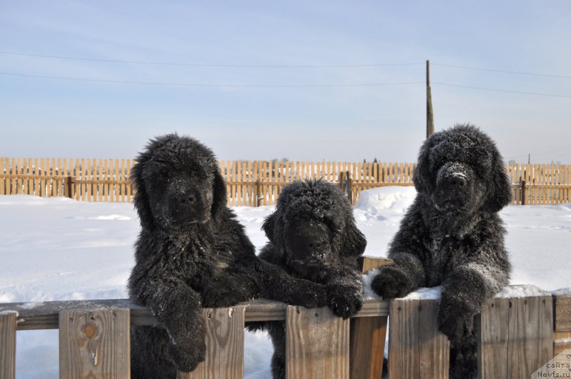 Фотография № 156818