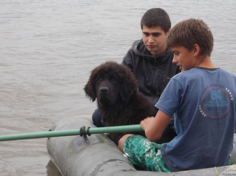 Фото: ньюфаундленд Eho Moskvy s Berega Dona (Эхо Москвы с Берега Дона), Миша, Саша.