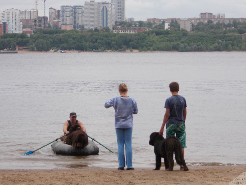 Фото: ньюфаундленд Eho Moskvy s Berega Dona (Эхо Москвы с Берега Дона), Миша.