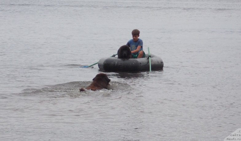 Фото: ньюфаундленд Eho Moskvy s Berega Dona (Эхо Москвы с Берега Дона), Миша.