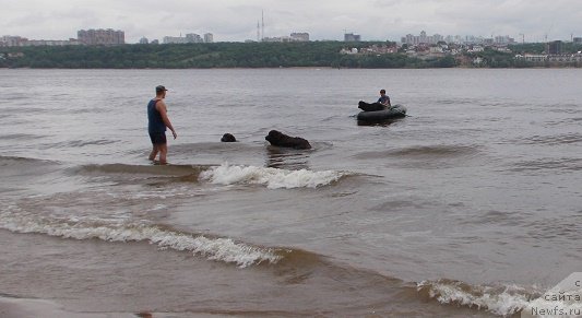 Фото: ньюфаундленд Eho Moskvy s Berega Dona (Эхо Москвы с Берега Дона), Миша.