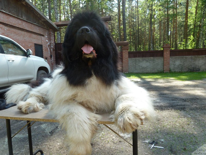 Фото: ньюфаундленд Chatkantarra Taro