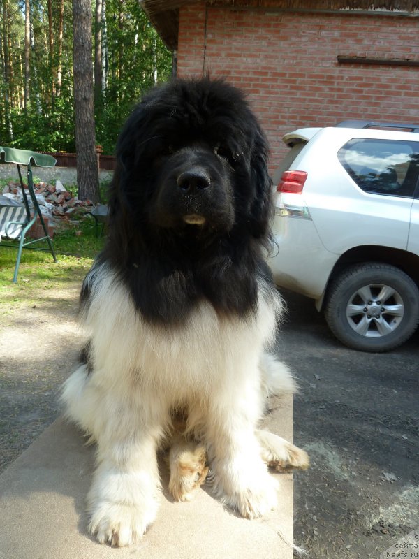 Фото: ньюфаундленд Chatkantarra Taro
