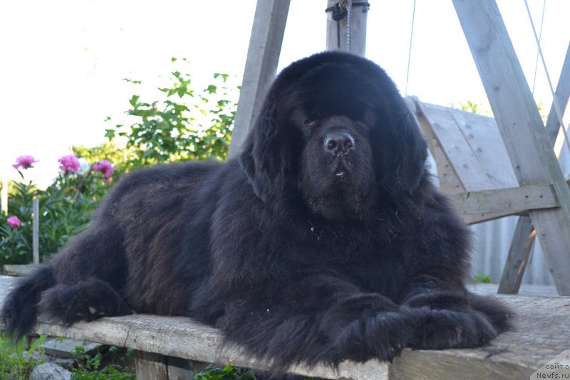 Фото: ньюфаундленд Super Premium Ameliya YEkshen (Супер Премиум Амелия Экшен)