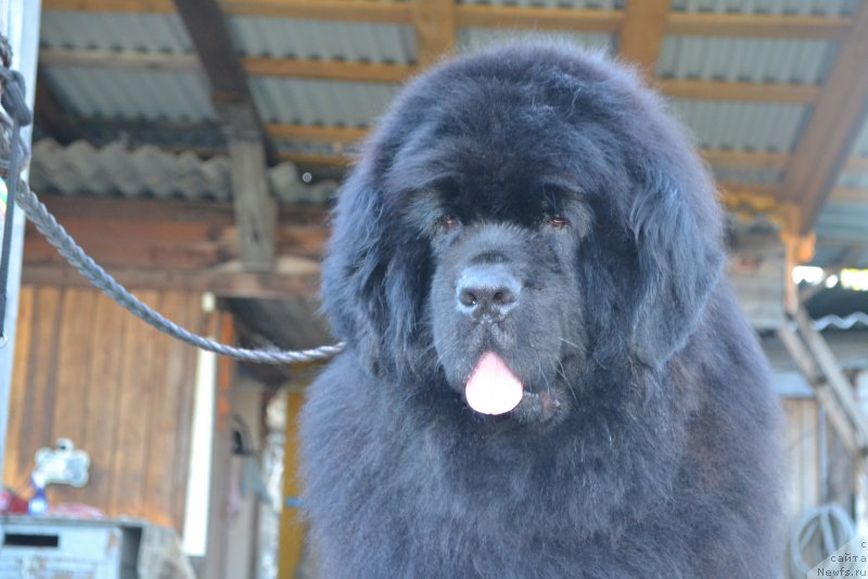 Фото: ньюфаундленд Super Premium Ameliya YEkshen (Супер Премиум Амелия Экшен)