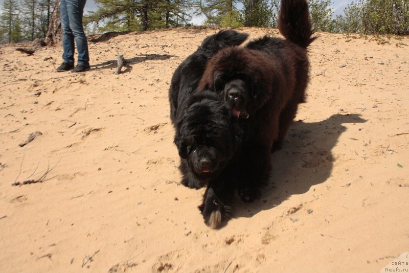 Фото: ньюфаундленд YAntarnaya Mechta (Янтарная Мечта), ньюфаундленд King of Helluland You Shock Me