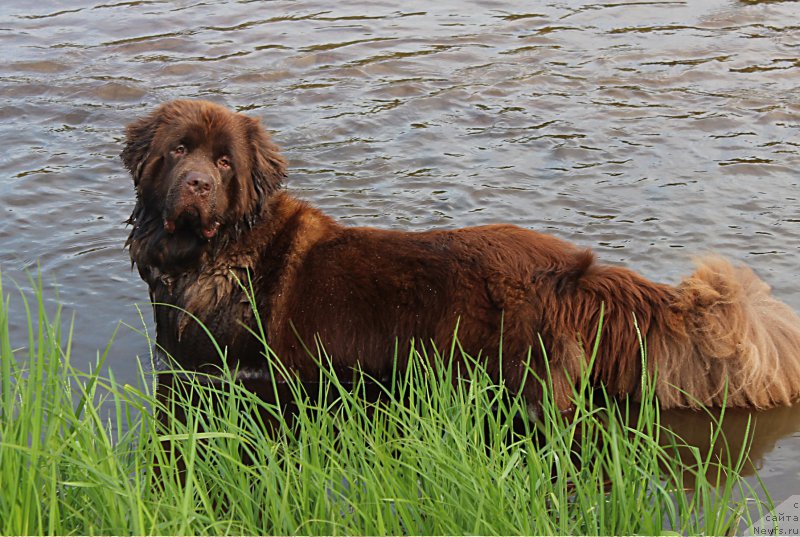 Фото: ньюфаундленд Sverkayuzhaya Gora Mashame (Сверкающая Гора Машаме)