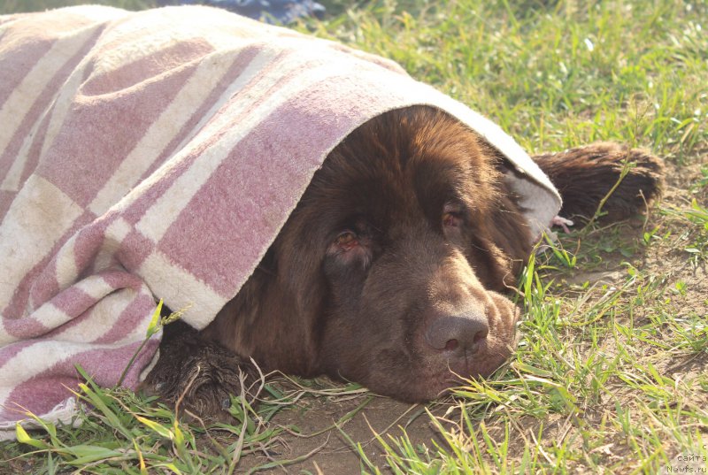Фото: ньюфаундленд Sverkayuzhaya Gora Mashame (Сверкающая Гора Машаме)