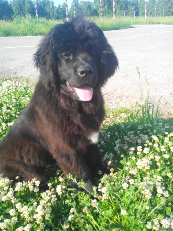 Фото: ньюфаундленд Ayolanta ot Sibirskogo Medvedya (Айоланта от Сибирского Медведя)