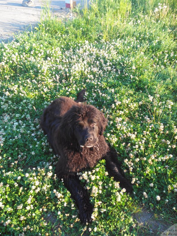 Фото: ньюфаундленд Ayolanta ot Sibirskogo Medvedya (Айоланта от Сибирского Медведя)