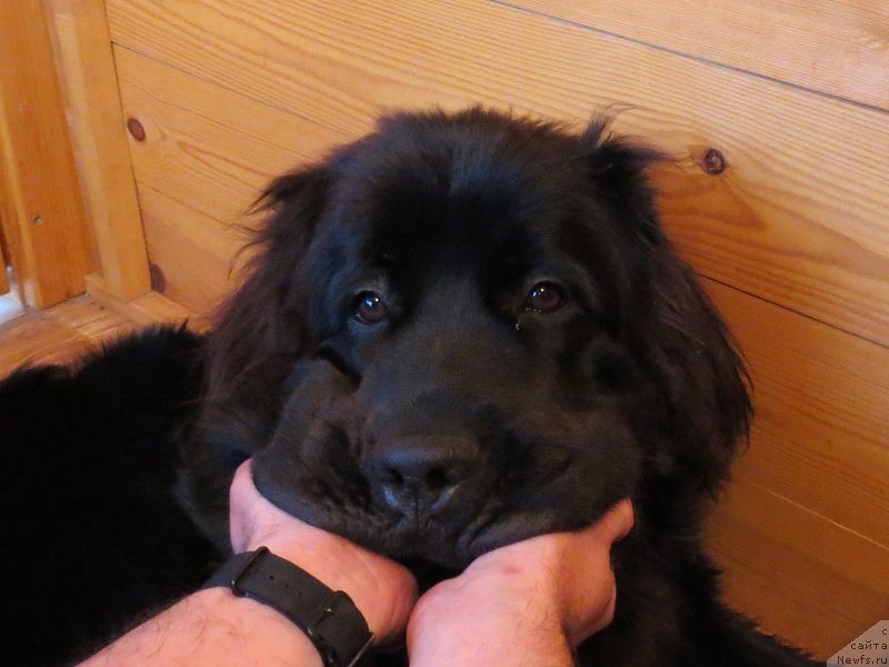 Фото: ньюфаундленд CHernyiy Balu Djons (Черный Балу Джонс)