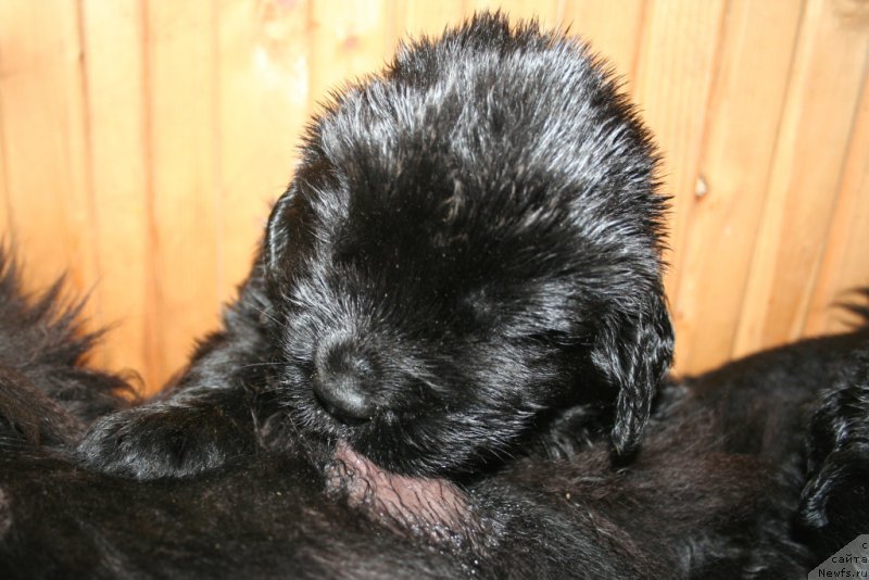 Фото: ньюфаундленд Chernaya Mafia Shake and Play (Черная Мафия Шаке анд Плау)