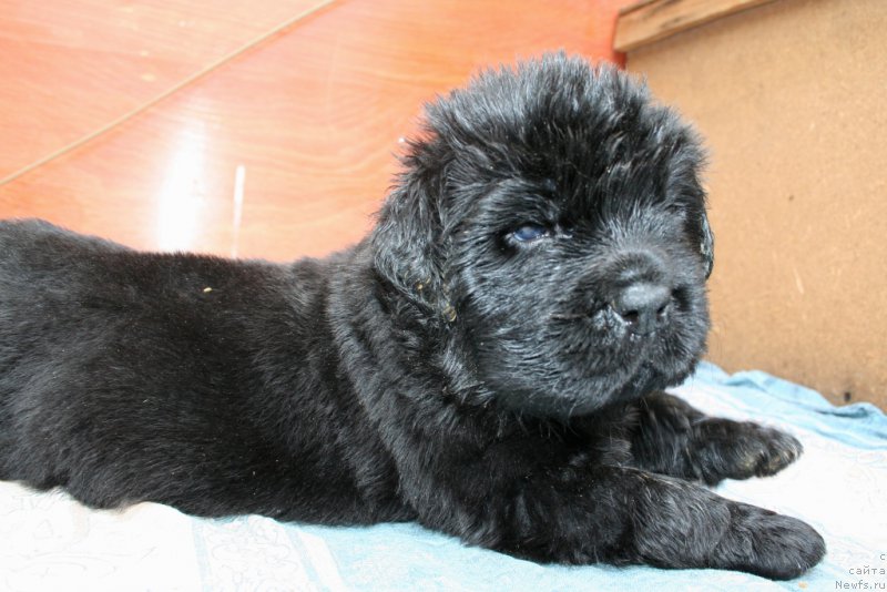 Фото: ньюфаундленд Chernaya Mafia Shake and Play (Черная Мафия Шаке анд Плау)