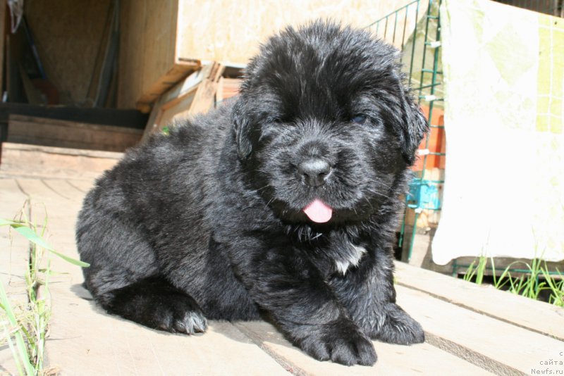 Фото: ньюфаундленд Chernaya Mafia Shot in the Dark (Черная Мафия Шот ин тхе Дарк)