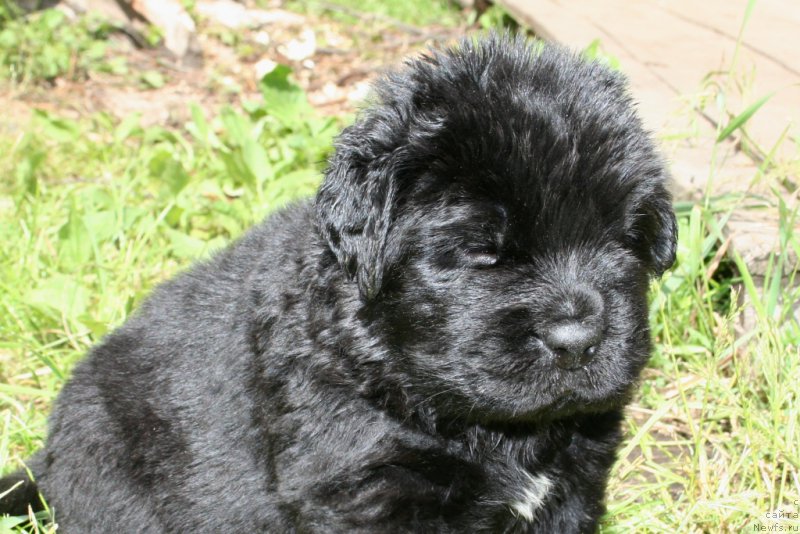 Фото: ньюфаундленд Chernaya Mafia Shot in the Dark (Черная Мафия Шот ин тхе Дарк)