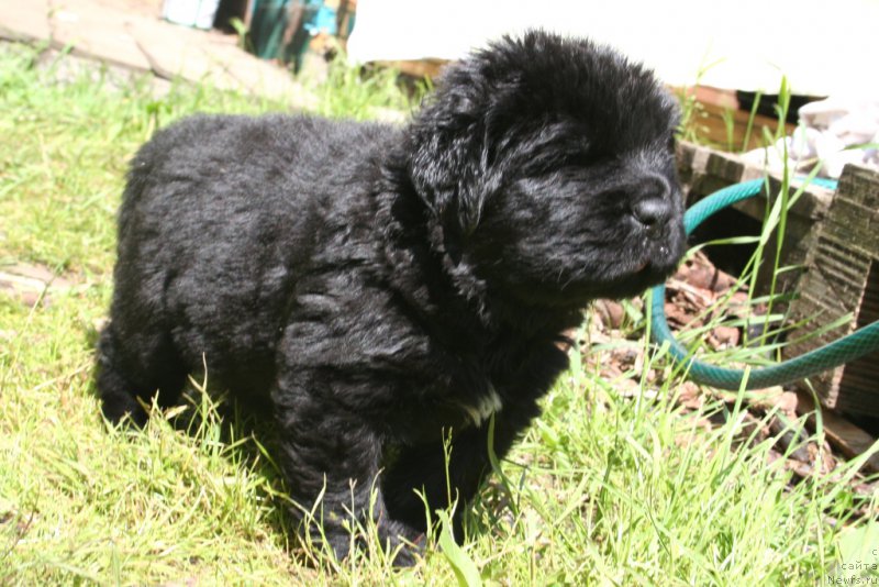 Фото: ньюфаундленд Chernaya Mafia Shot in the Dark (Черная Мафия Шот ин тхе Дарк)