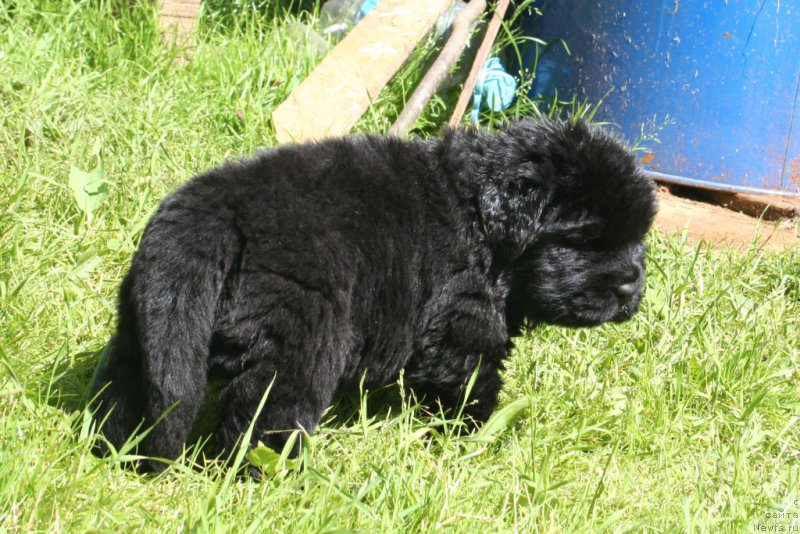 Фото: ньюфаундленд Chernaya Mafia Shot in the Dark (Черная Мафия Шот ин тхе Дарк)