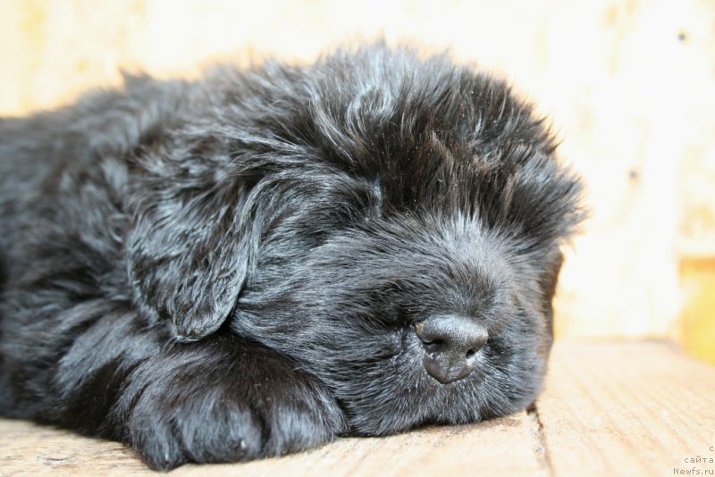 Фото: ньюфаундленд Chernaya Mafia Shengen Visa (Черная Мафия Шенген Виза)