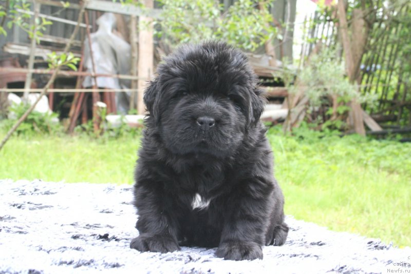 Фото: ньюфаундленд Chernaya Mafia Shengen Visa (Черная Мафия Шенген Виза)