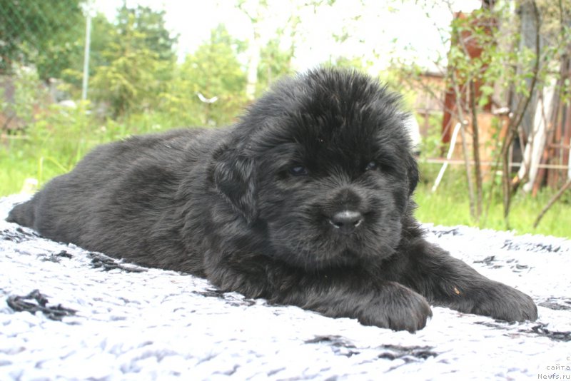 Фотография № 156888