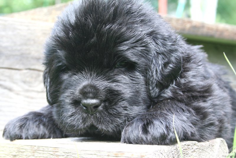 Фотография № 156889