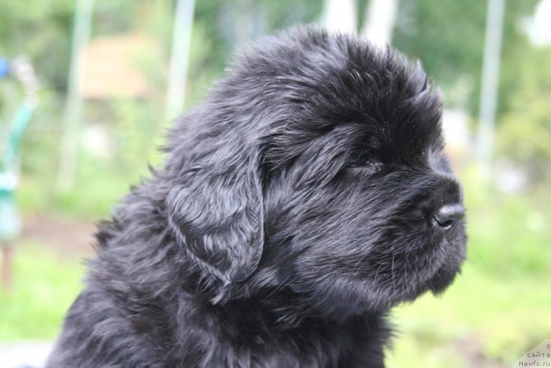 Фотография № 156890