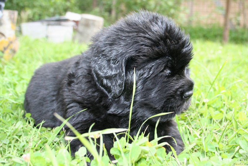 Фотография № 156891