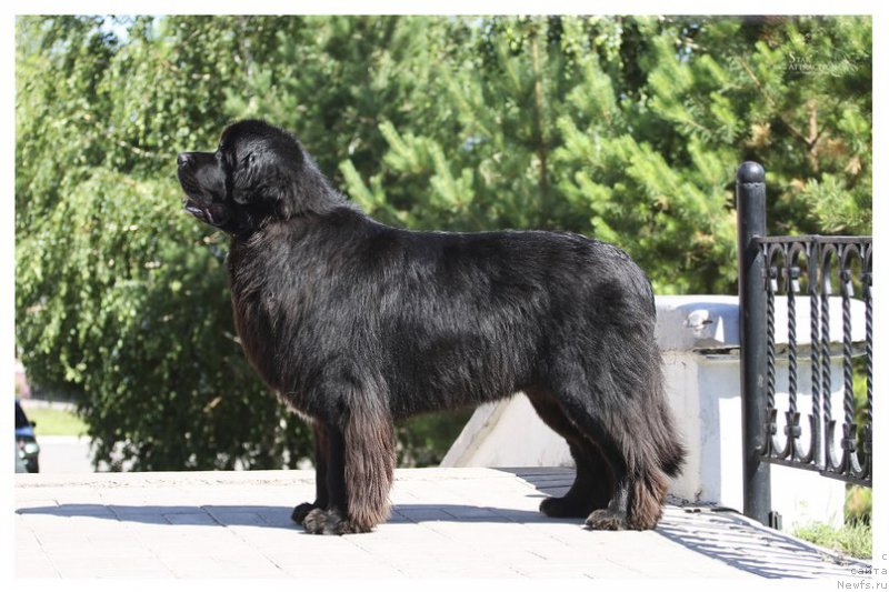 Фото: ньюфаундленд Kiper Soul Layon Hyeert (Кипер Соул Лайон Хэерт)